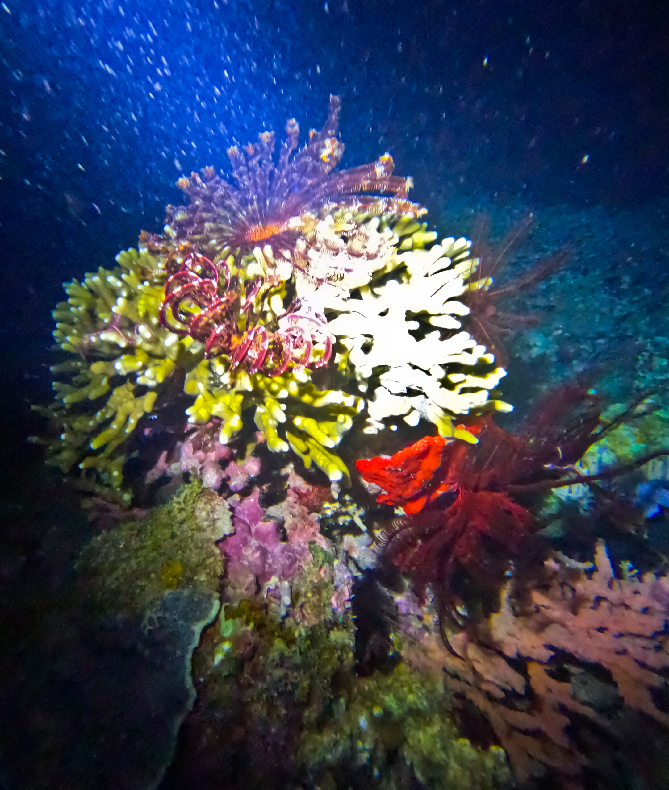 Buceo Nocturno en Camiguin: Una Aventura Mágica Bajo el Agua